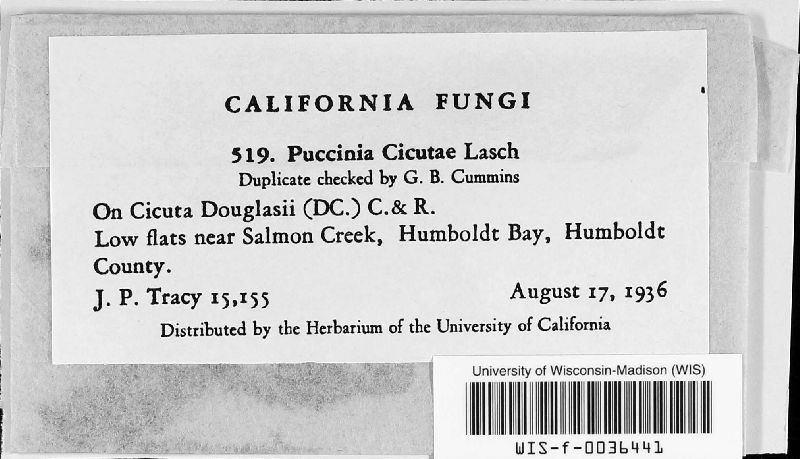Puccinia cicutae image