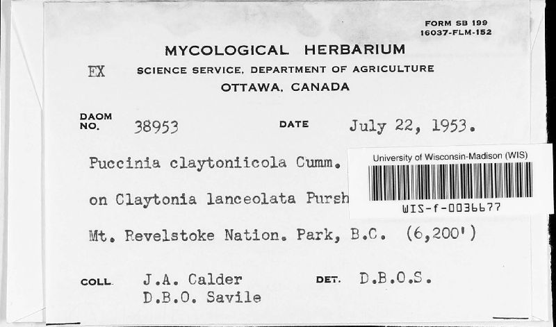 Puccinia claytoniicola image