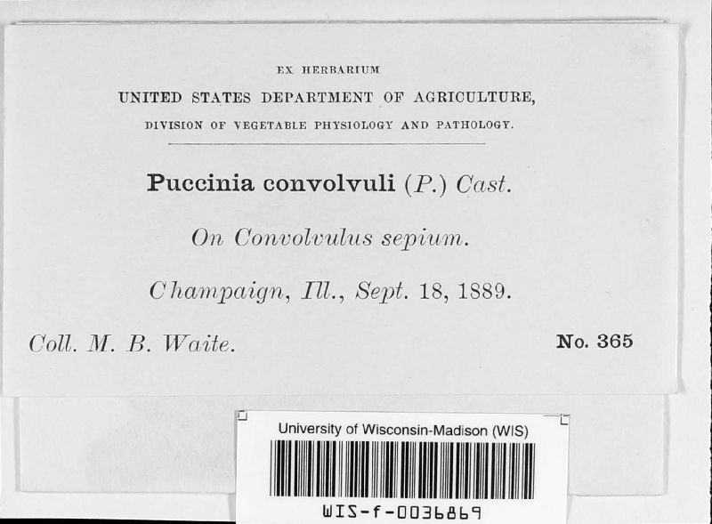 Puccinia convolvuli image