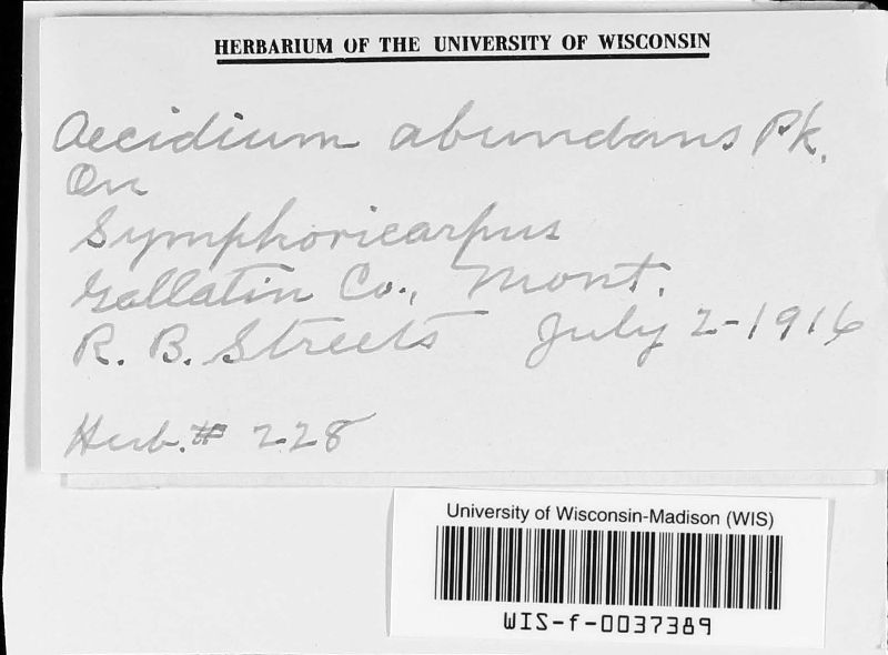 Puccinia abundans image