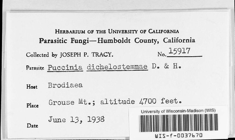 Puccinia dichelostemmae image