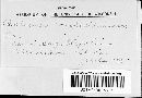 Puccinia dioicae image