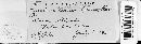 Puccinia dioicae image
