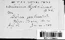 Puccinia dioicae image