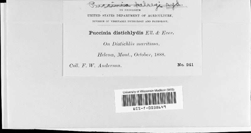 Puccinia distichlydis image