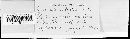 Puccinia eatoniae image