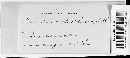 Puccinia eleocharidis image