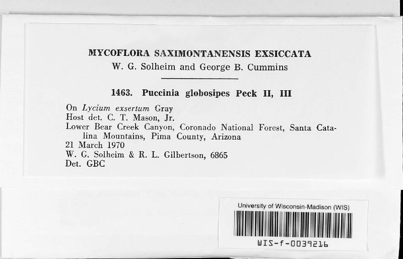 Puccinia globosipes image