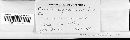 Puccinia graminis image