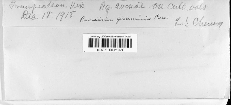 Puccinia graminis var. avenae image