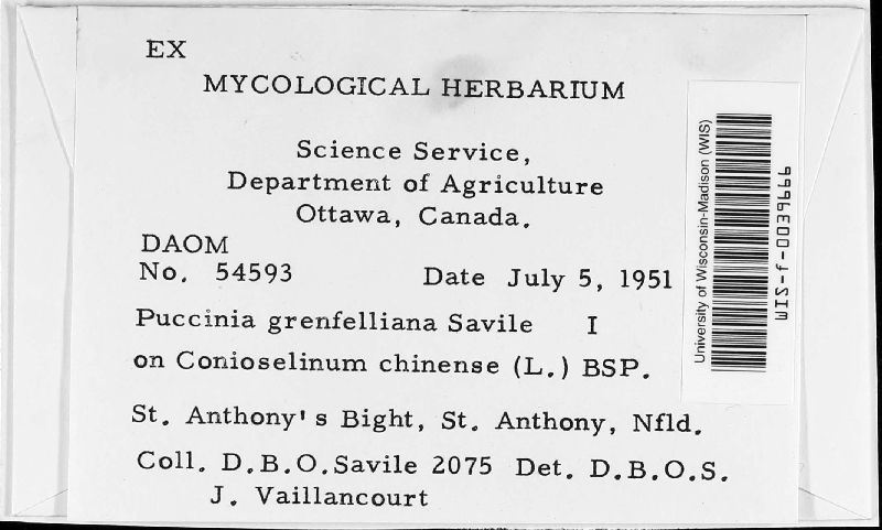 Puccinia grenfelliana image