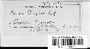 Puccinia grindeliae image
