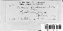 Puccinia grindeliae image
