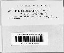 Puccinia heucherae image