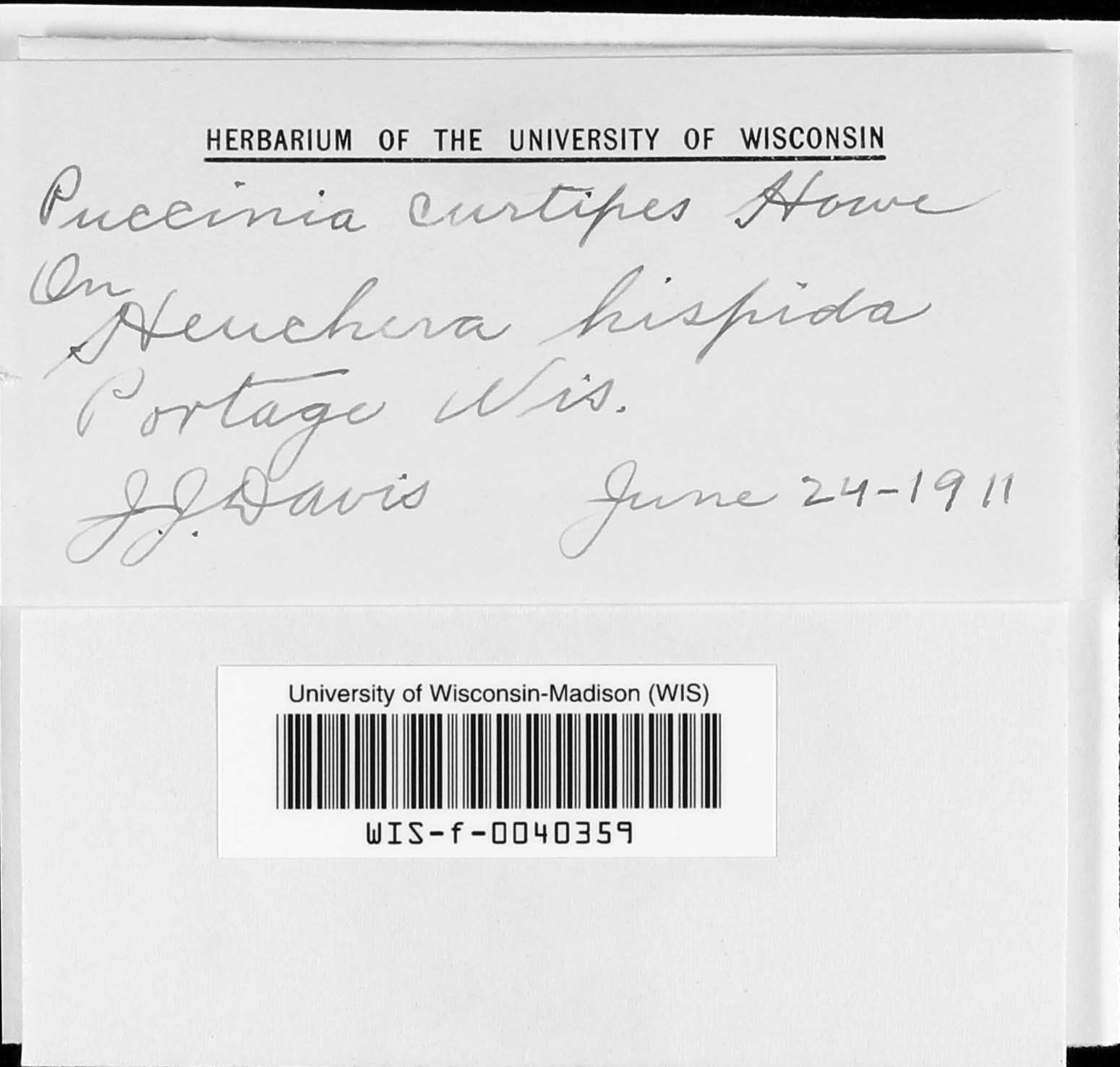 Puccinia heucherae image