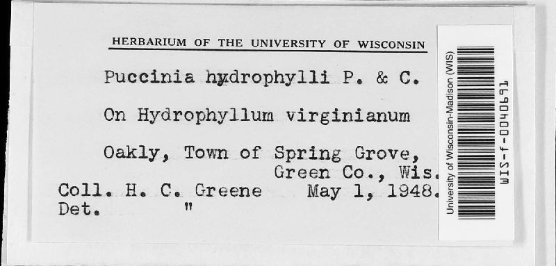 Puccinia hydrophylli image