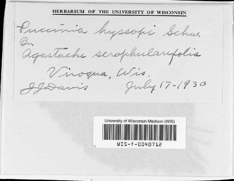 Puccinia hyssopi image