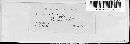 Puccinia iridis image