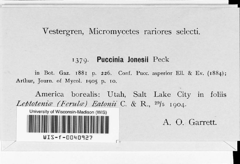 Puccinia jonesii image