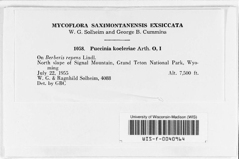Puccinia koeleriae image