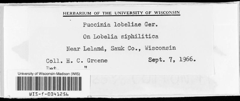 Puccinia lobeliae image