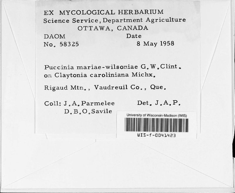 Puccinia mariae-wilsoniae image
