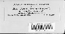 Puccinia menthae image