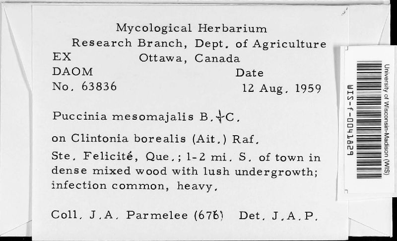 Puccinia mesomajalis image