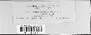 Puccinia monoica image