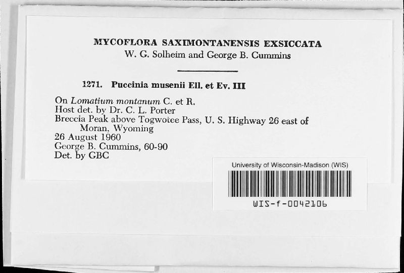 Puccinia musenii image