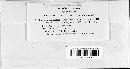 Puccinia pimpinellae image