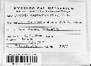 Puccinia pimpinellae image