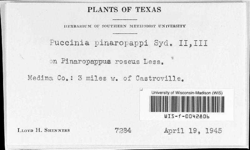 Puccinia pinaropappi image