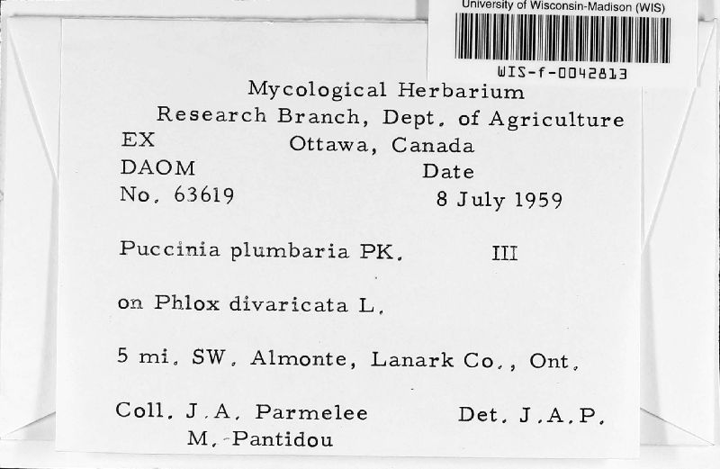 Puccinia plumbaria image