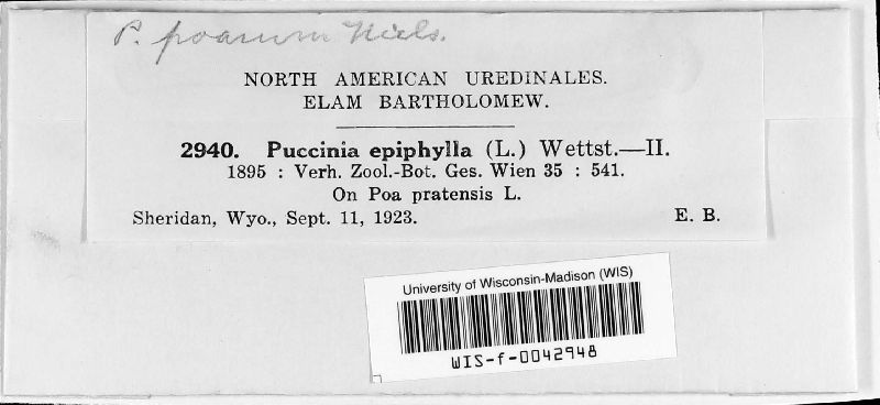 Puccinia poae-nemoralis image