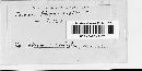 Puccinia polygoni-amphibii image