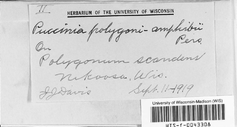 Puccinia polygoni-amphibii image