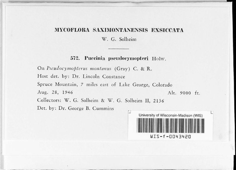 Puccinia pseudocymopteri image