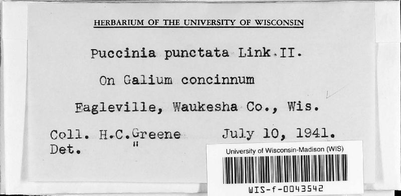 Puccinia punctata image