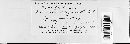 Puccinia punctiformis image