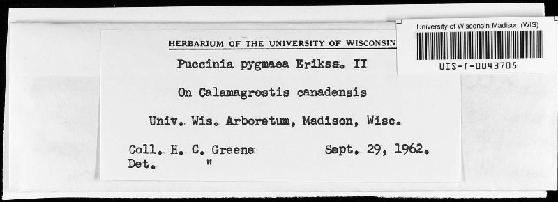 Puccinia pygmaea image