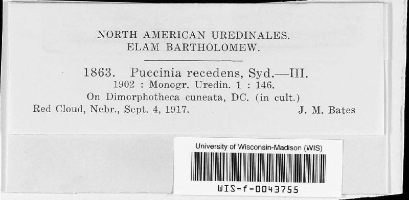 Puccinia recedens image