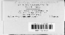 Image of Puccinia recondita