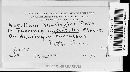 Puccinia recondita image