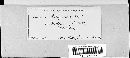 Puccinia recondita image