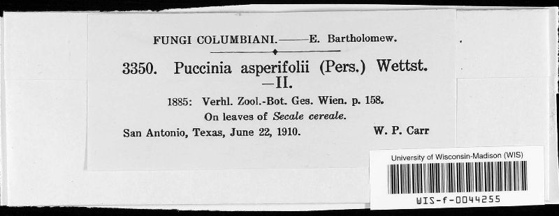 Puccinia recondita image