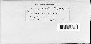 Puccinia recondita image
