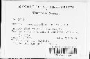 Puccinia recondita image