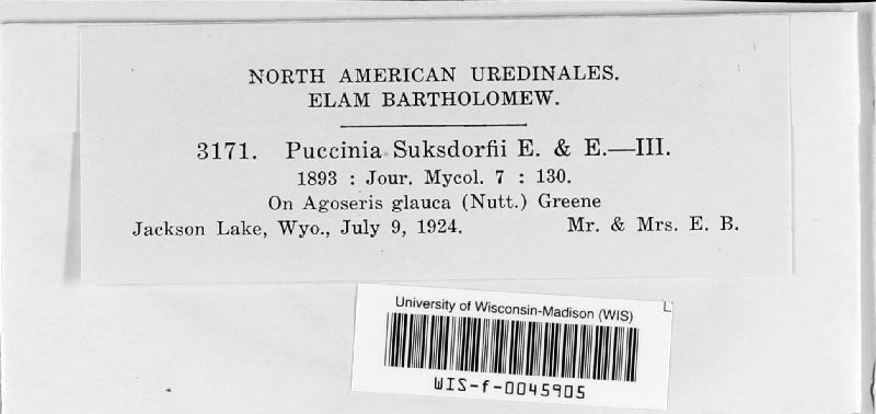 Puccinia suksdorfii image