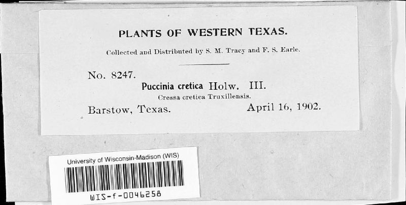 Puccinia turyutensis image